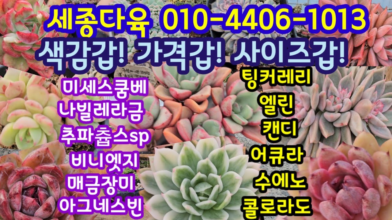 다육이 쇼핑 🛍 (25.2.5)세종다육 010-4406-1013 💕#봄맞이  다육이 중에 예쁜 다육이 가격갑으로 찜 !!🌸