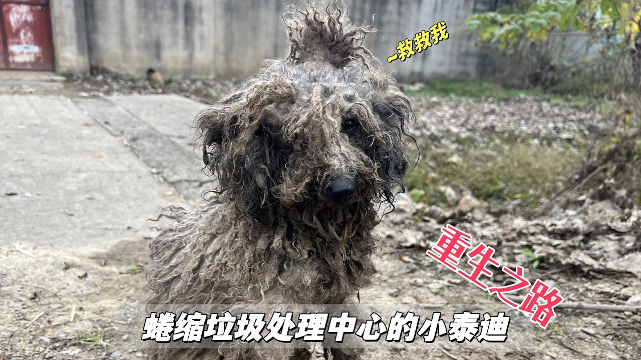 蜷縮垃圾處理中心的小泰迪，渾身髒亂惡臭熏天，看著讓人心疼淚目