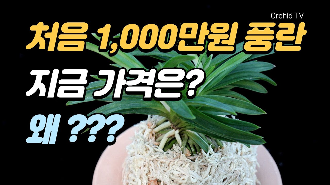 처음에 한촉에 1000만원하던 부귀란의 지금가격은?
