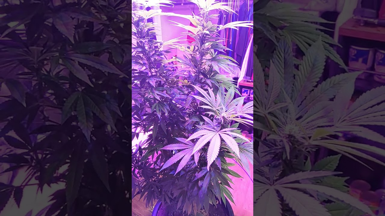 smells like weed. #loud #420 #medical Grove from someone with a medical license
