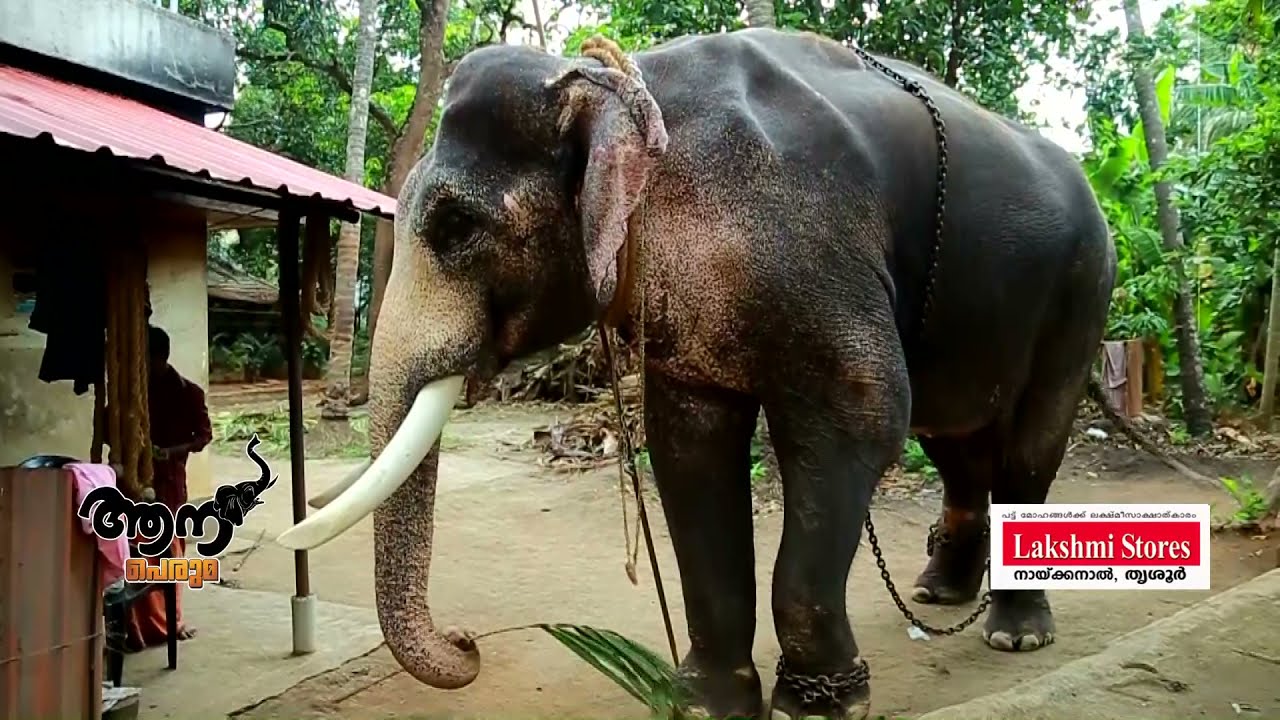 Thiruvambadi Arjun  (Aana Peruma Episode - 06 )