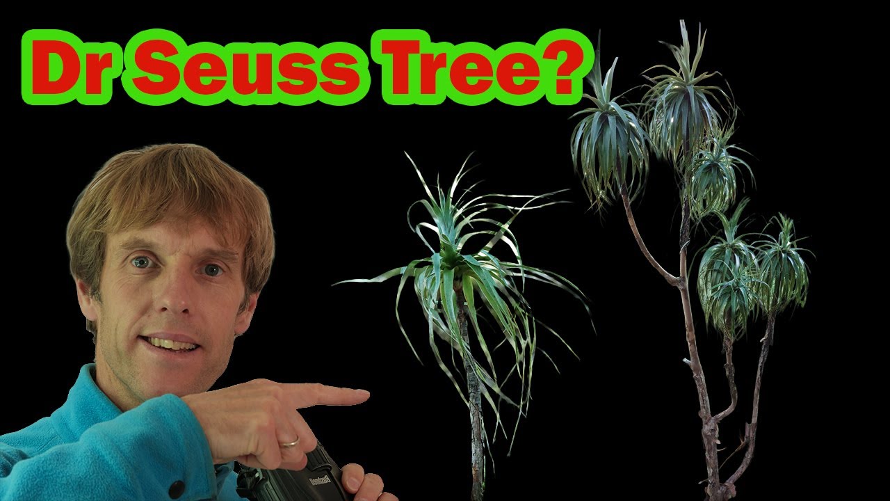 Mt Neinei | New Zealand Native Plants