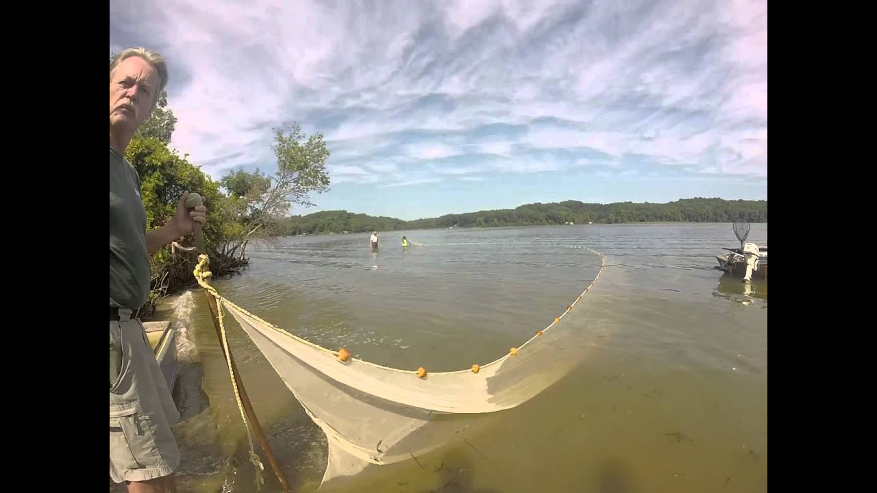 Fish Seining at Fourth Point on the Port Tobacco River