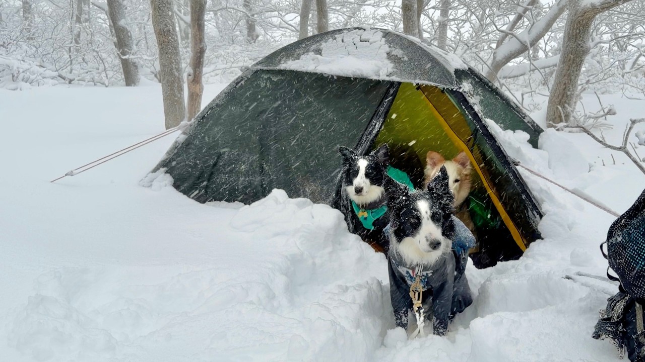 Одиночный поход в горы с собаками при снегопаде 70 см! ❄️🐕