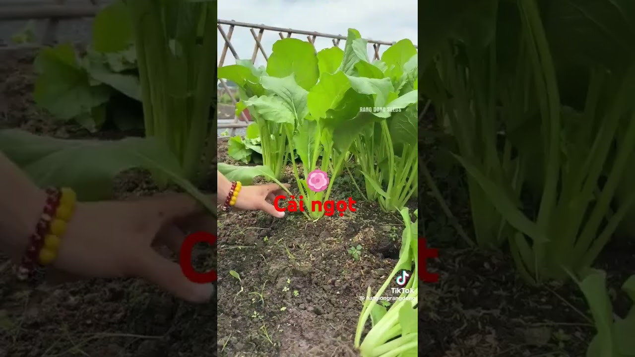 Cắt rau cải ngọt