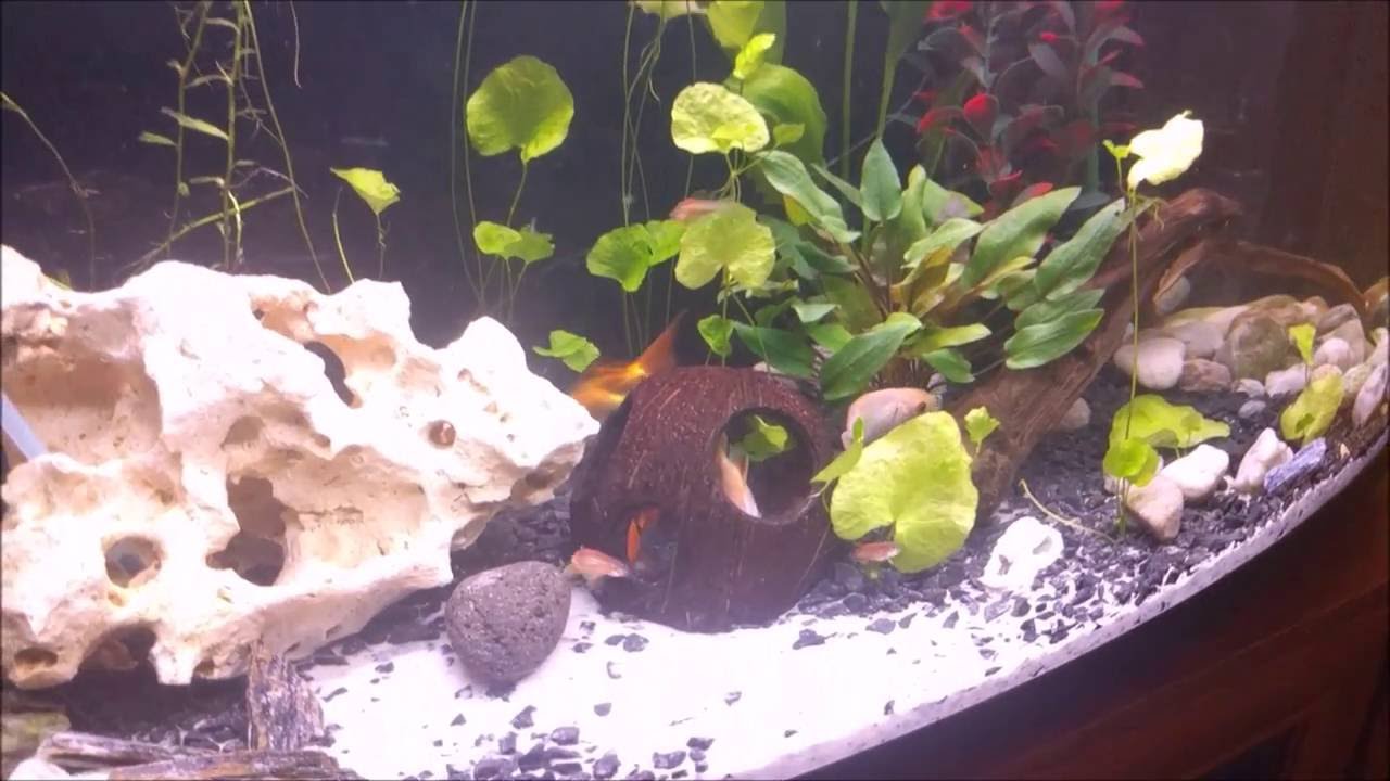 Kokos w akwarium