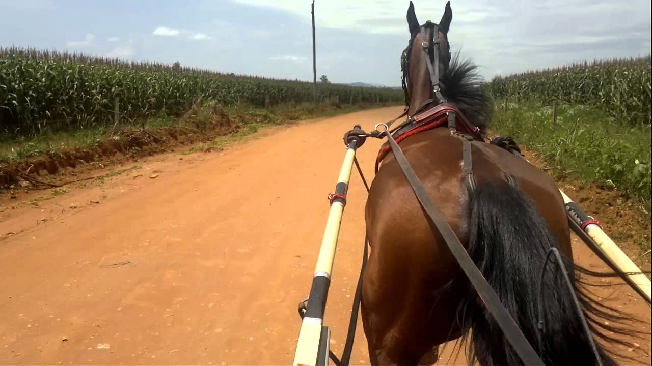 cavalo trotador