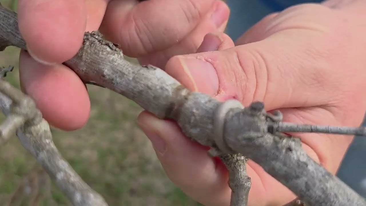 Muscadine pruning on the homestead   2026 and showing a new tool to help train your vines.