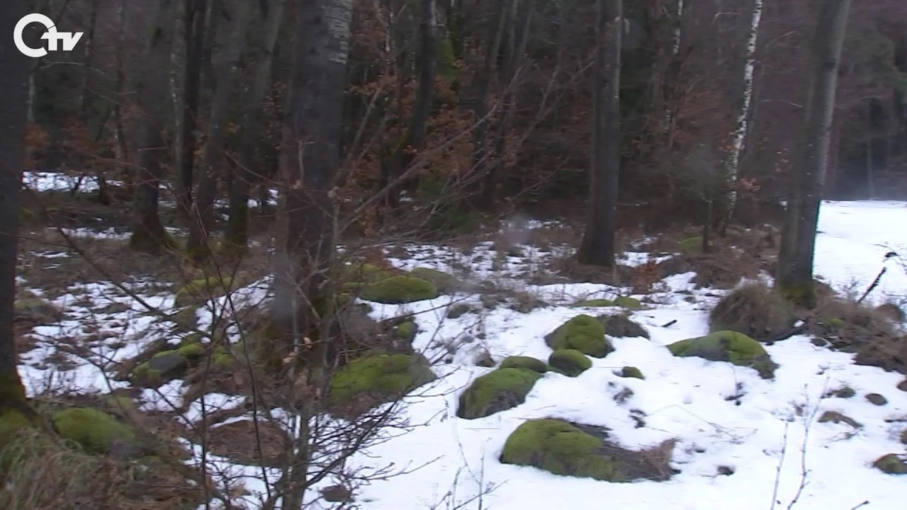 Naturbestattung in der Oberpfalz: Dautersdorf ringt um Trauerwald