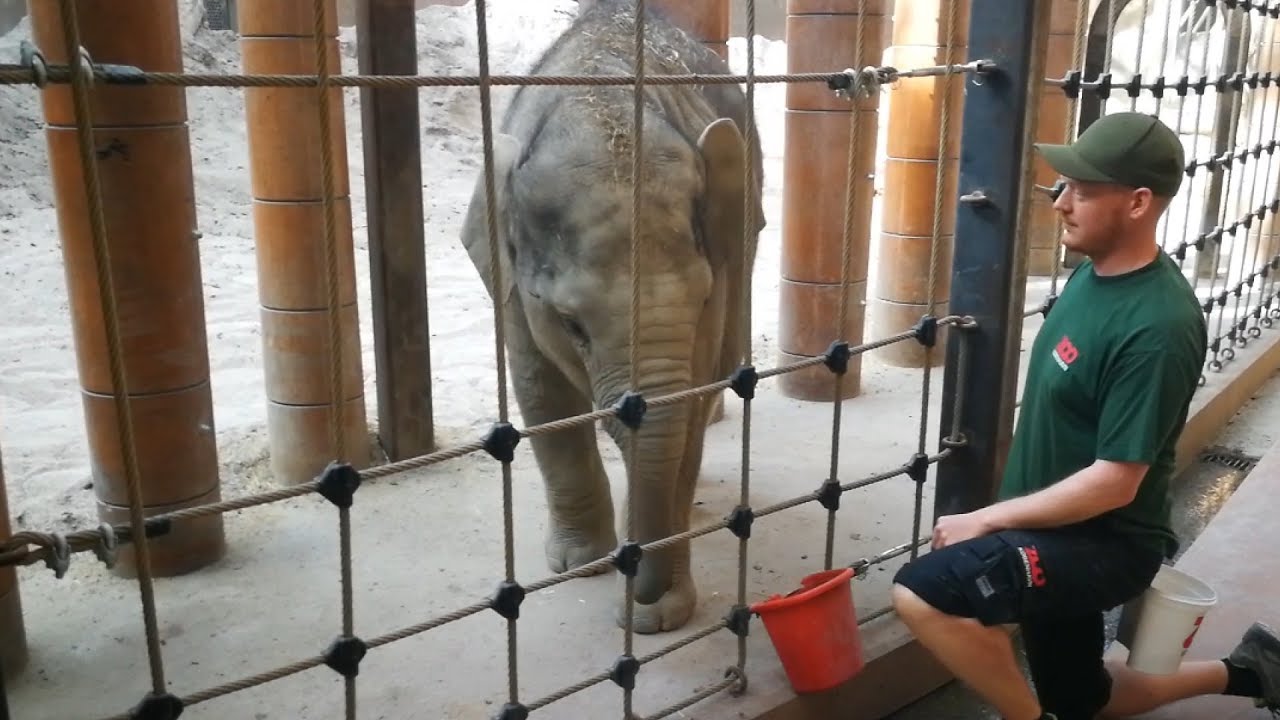 Plaisaks træning skrider fremad | Copenhagen Zoo