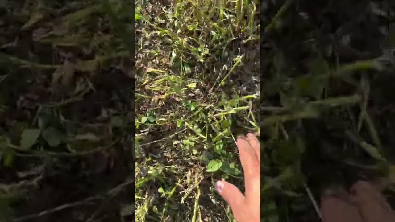 Роторный косилка крп 302 Беркут