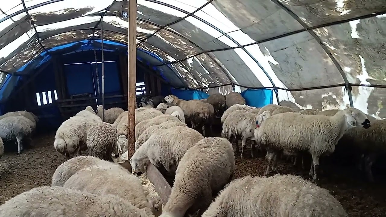 Hayvancılık yapana verilmeli kredi 