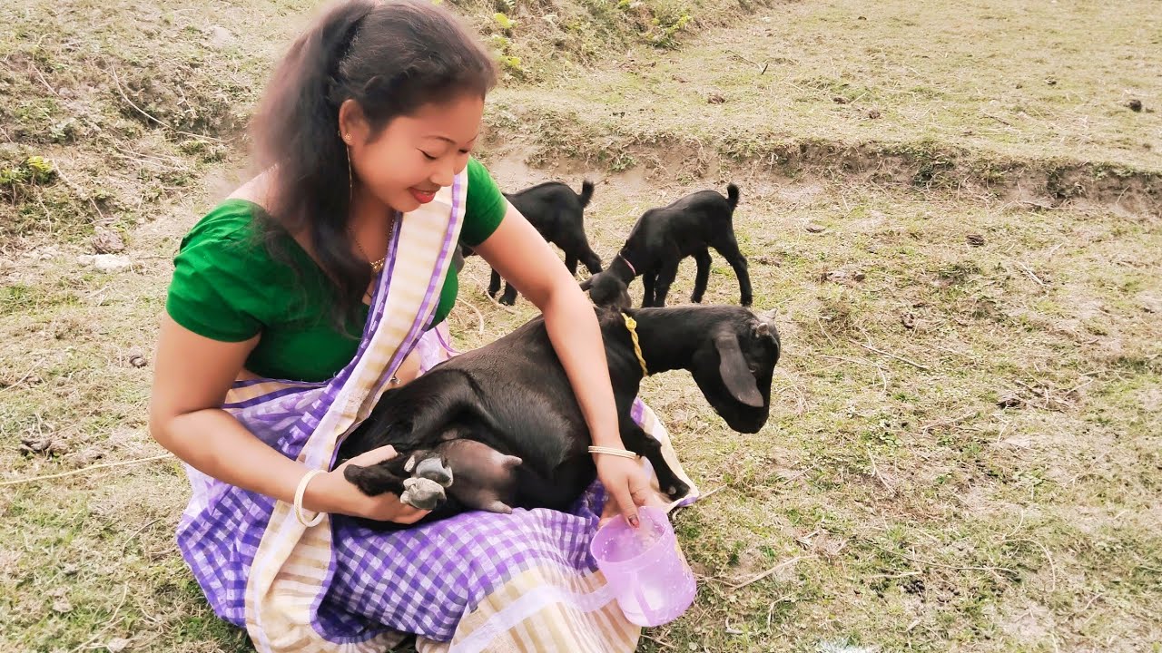 Goat milking by hand 😲| कितना दूध निखला?