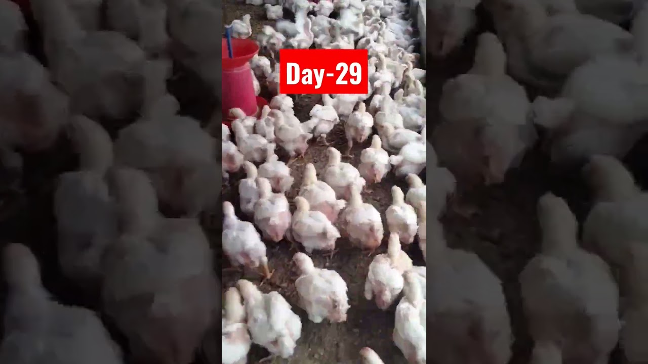 Day-29, Broiler Chicken #short #youtubeshorts #shorts #poultryfarming #poultry