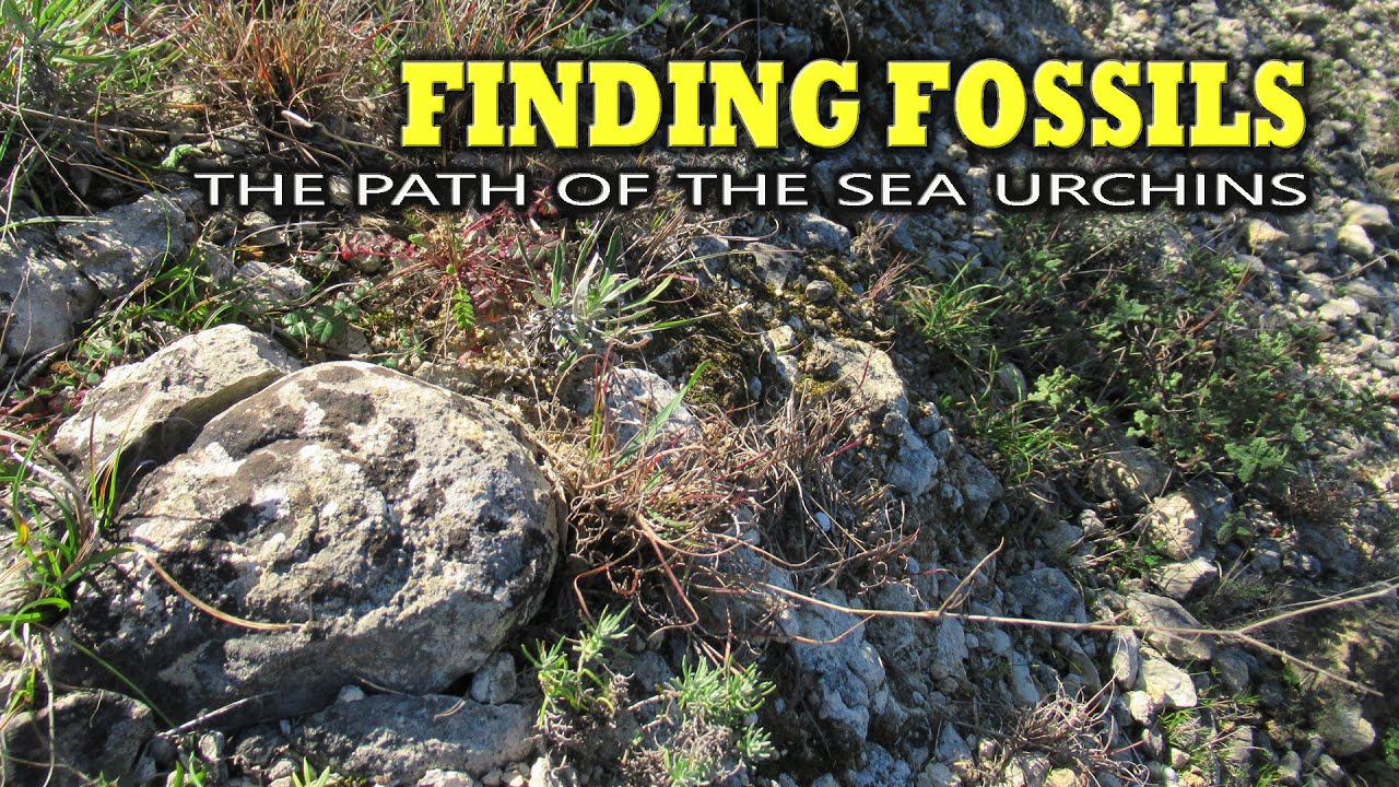 Finding Fossils - The Path of Sea Urchins