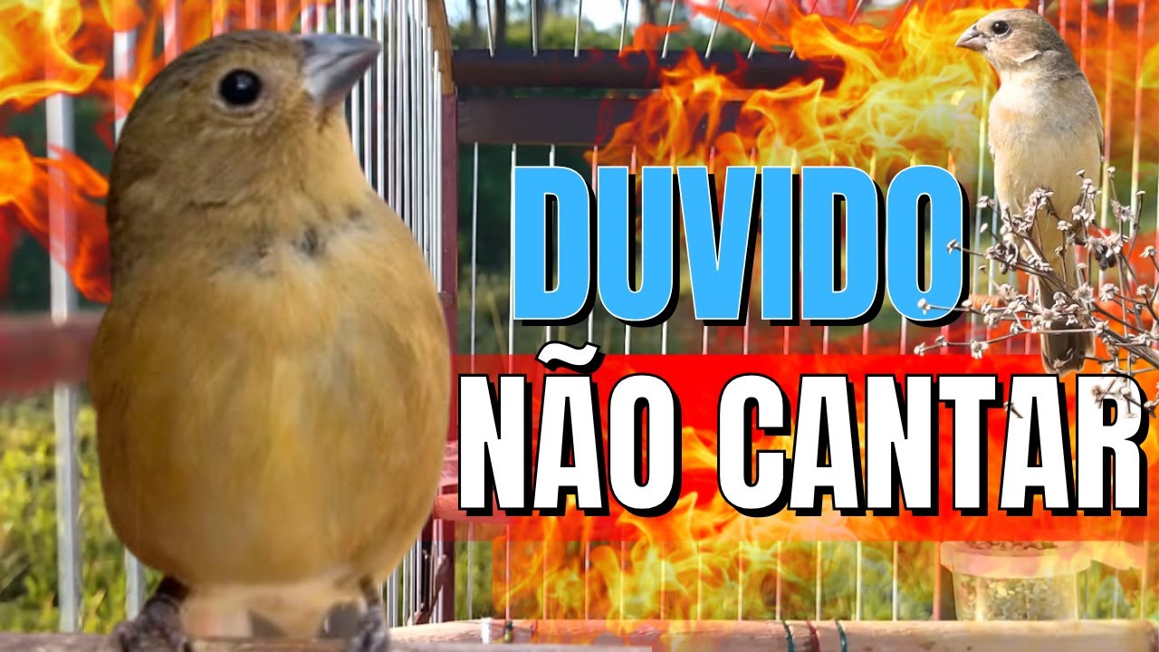 FÊMEA DE COLEIRO FOGOSA PIANDO E CHAMANDO MUITO QUENTE - ESQUENTE SEU COLEIRO FRIO