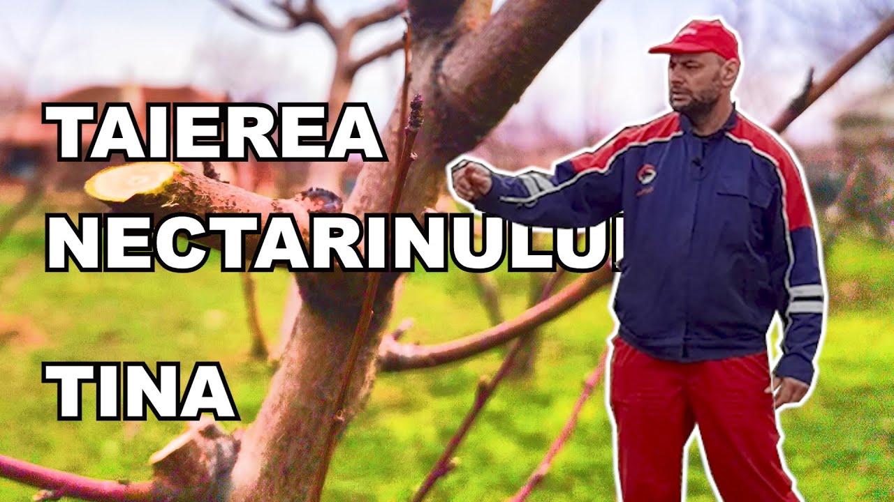 Tăierii de Primăvară pentru Nectarinul Tina: Ghid Pas cu Pas