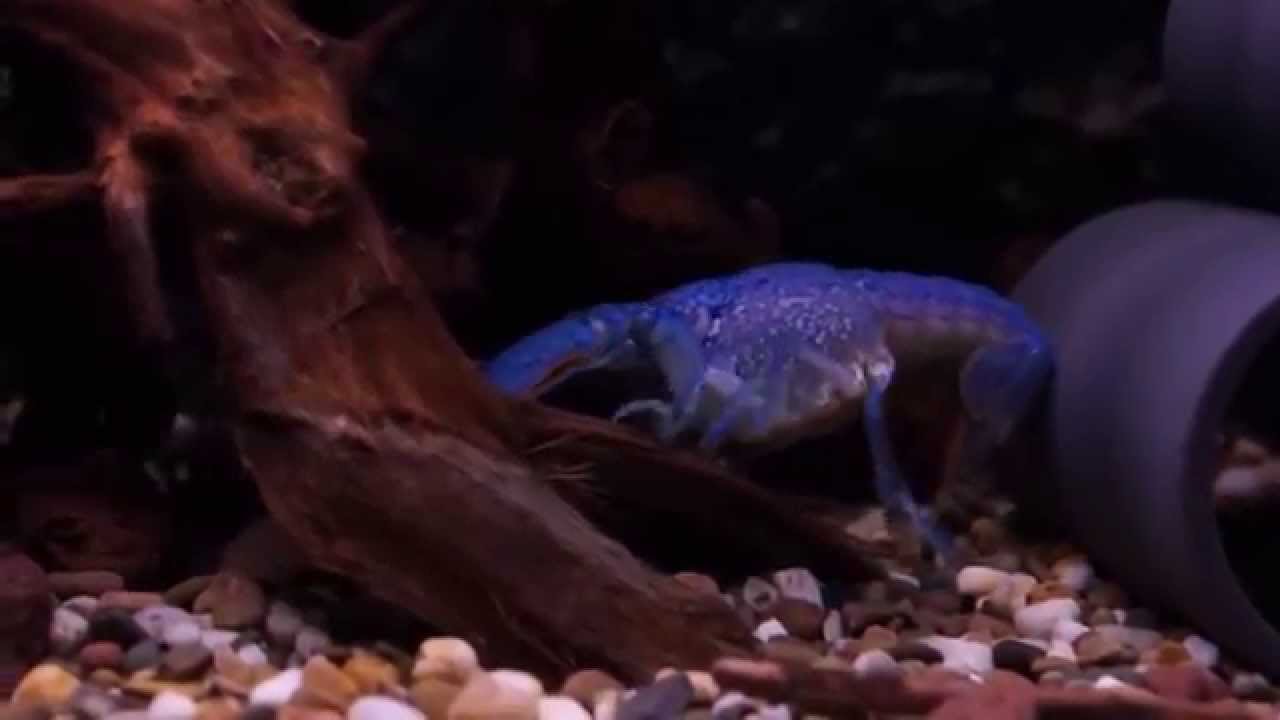 Procambarus alleni