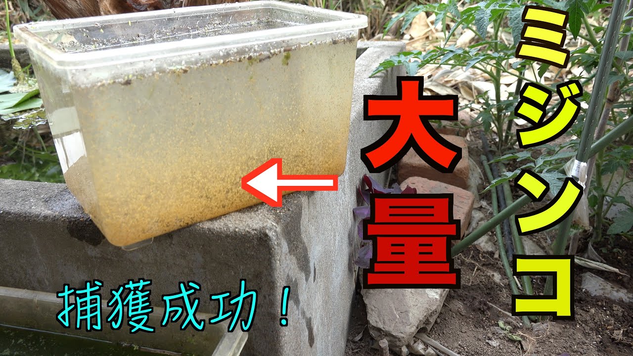 ミジンコ　1億5000万匹以上　捕獲成功