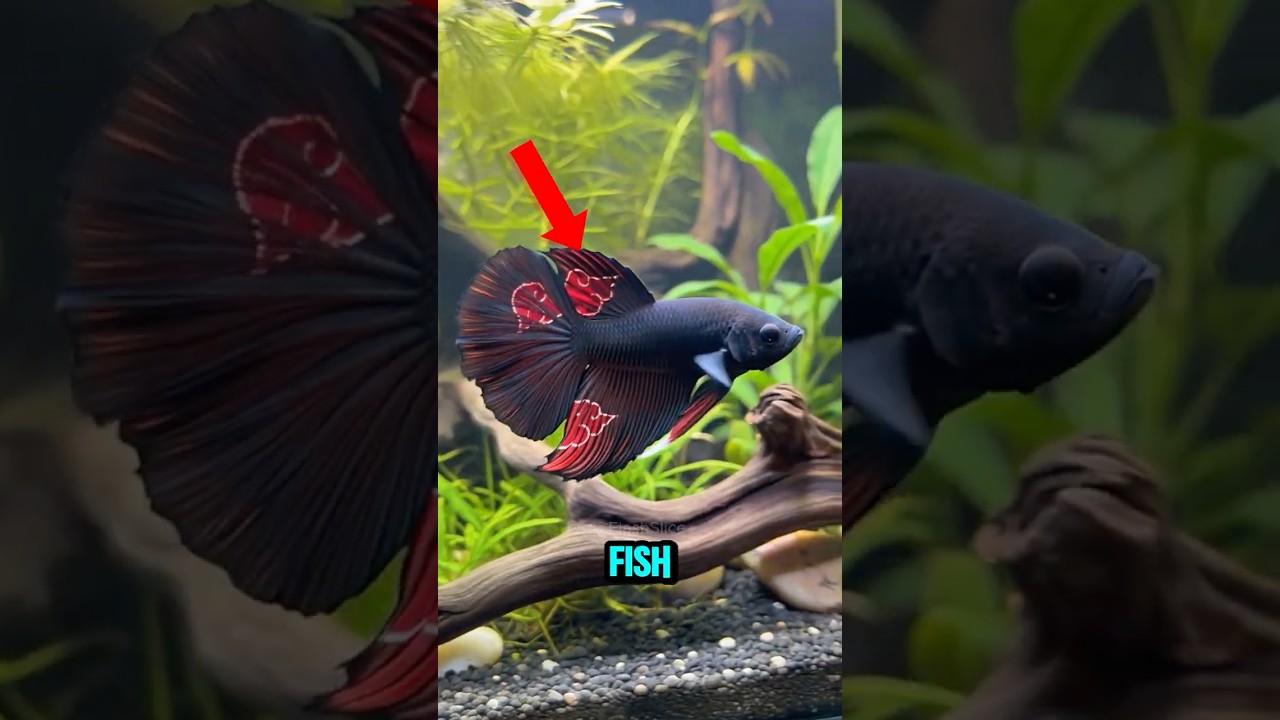 TOP 5 RAREST FISH IN THE WORLD! 😨😱