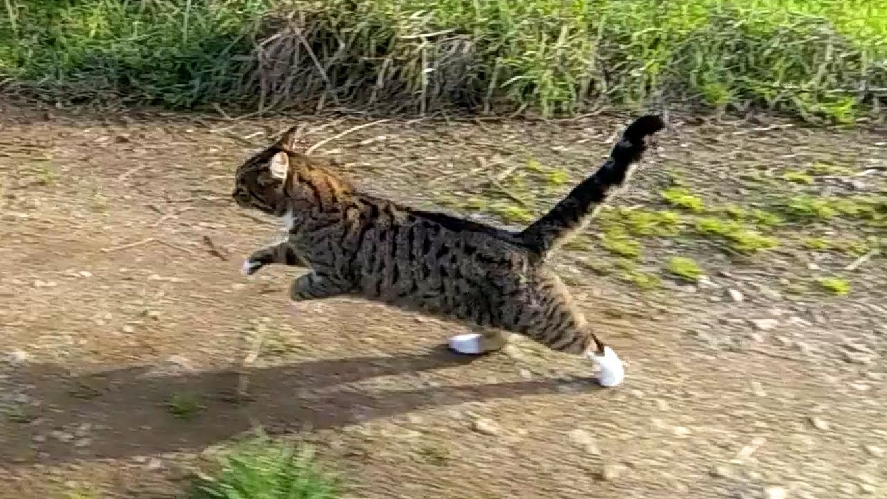 Slow-mo cat