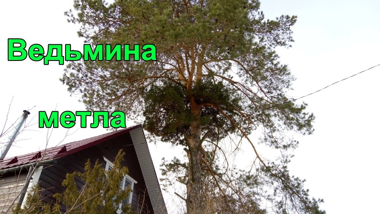 Ведьмина метла на соснах.