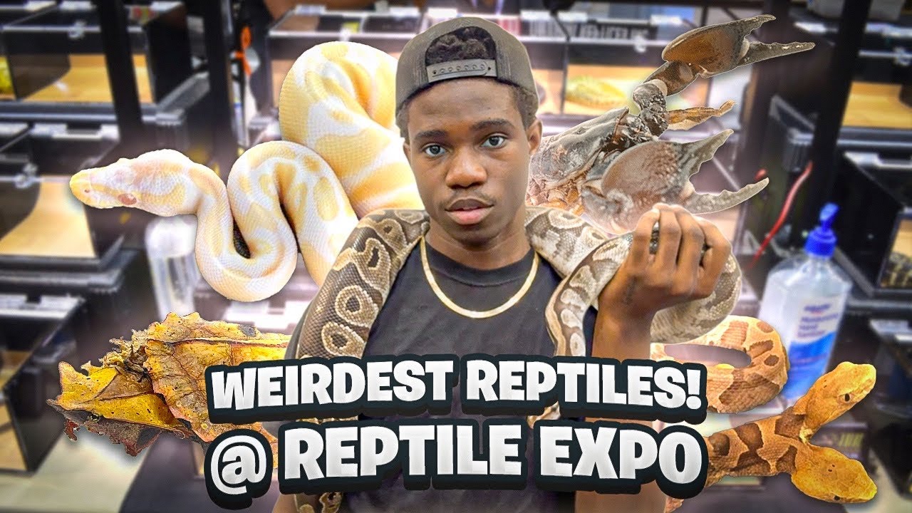 Top 10 Weirdest Reptiles I Found at the Expo!