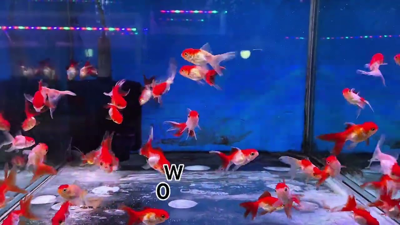 New Fish Stock Update video 