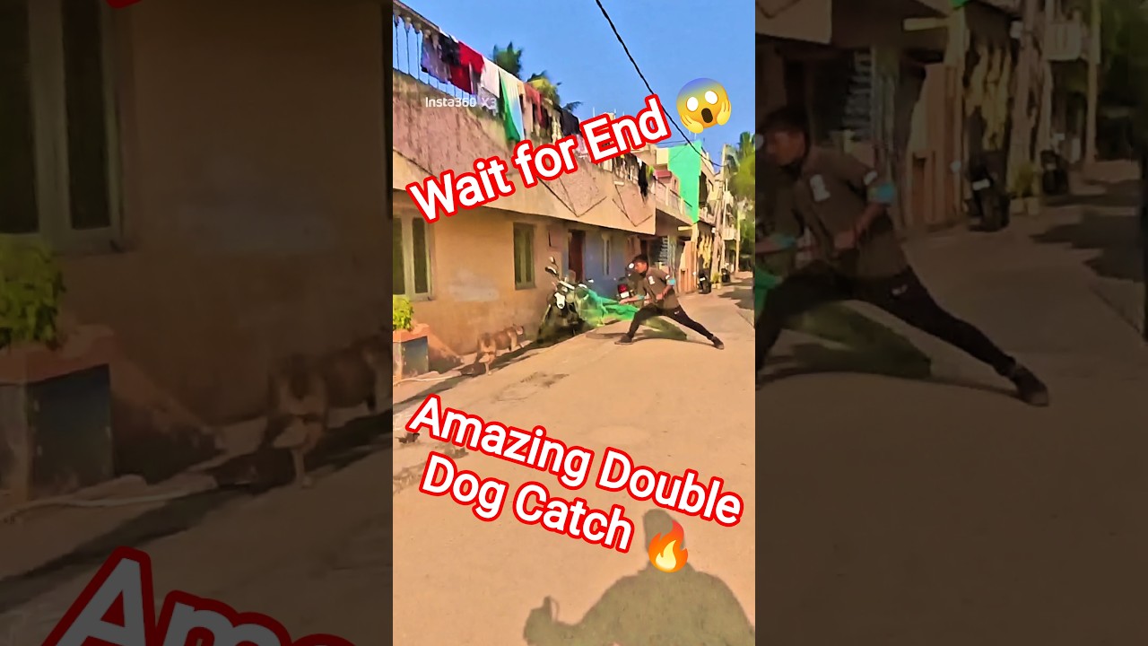 Tumkur Amezing Double Dog Catch #dog #dogwithpublicsafety #ytviral #shorts #pets #trailer #animals