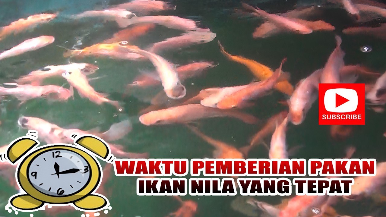 WAKTU PEMBERIAN PAKAN IKAN NILA YANG TEPAT