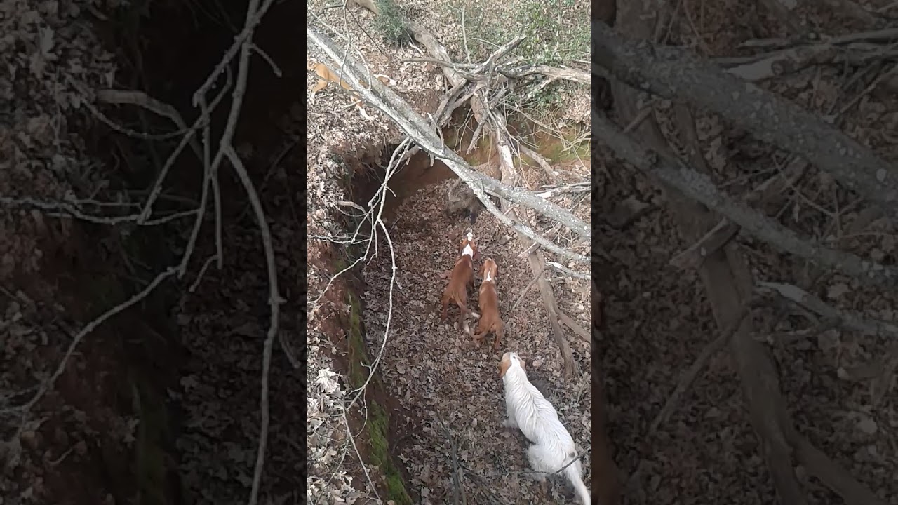 Muta di Posavatz a fermo su cinghiale