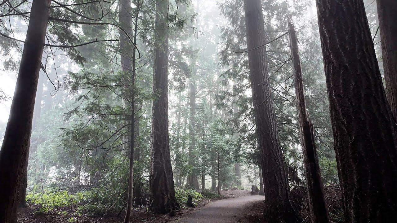 Foggy Morning Trail Walk | Tualatin Hills Nature Park Beaverton, Oregon