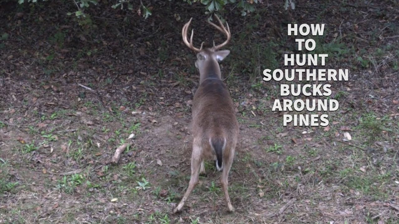 How to Hunt Pressured SOUTHERN PUBLIC LAND Bucks around PINES