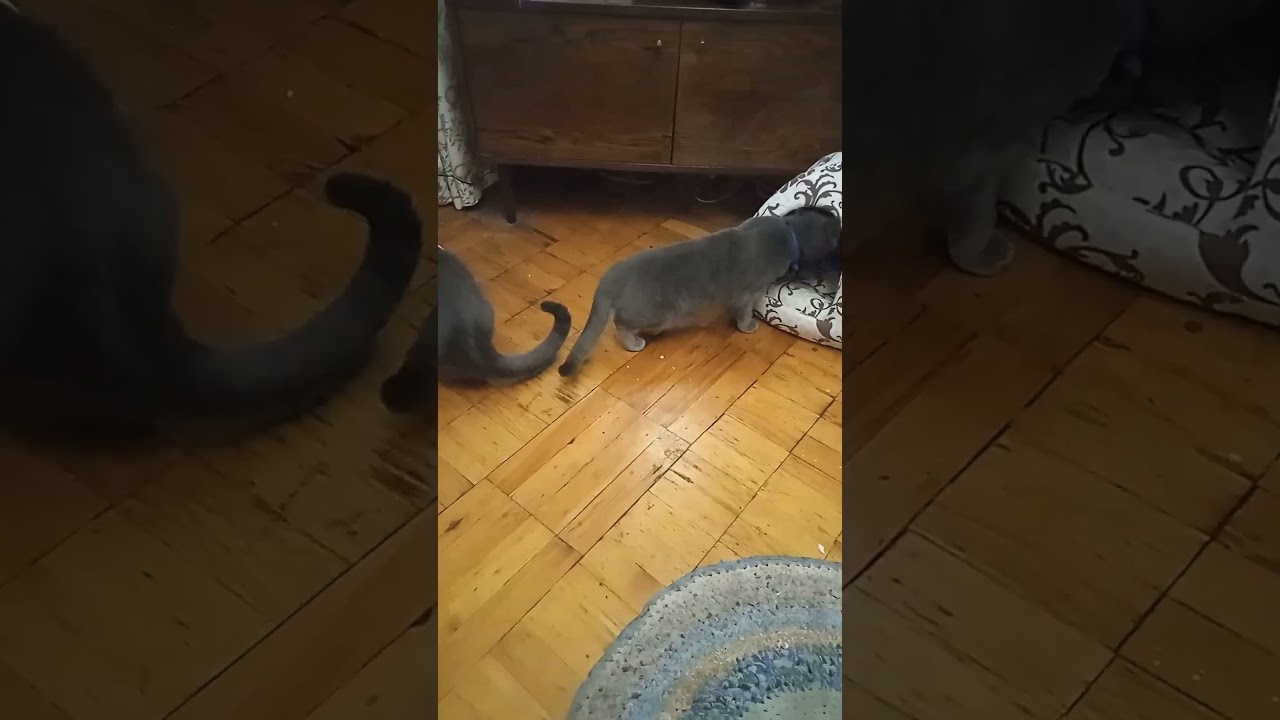 Час обідати#AnimalisticZp#животные