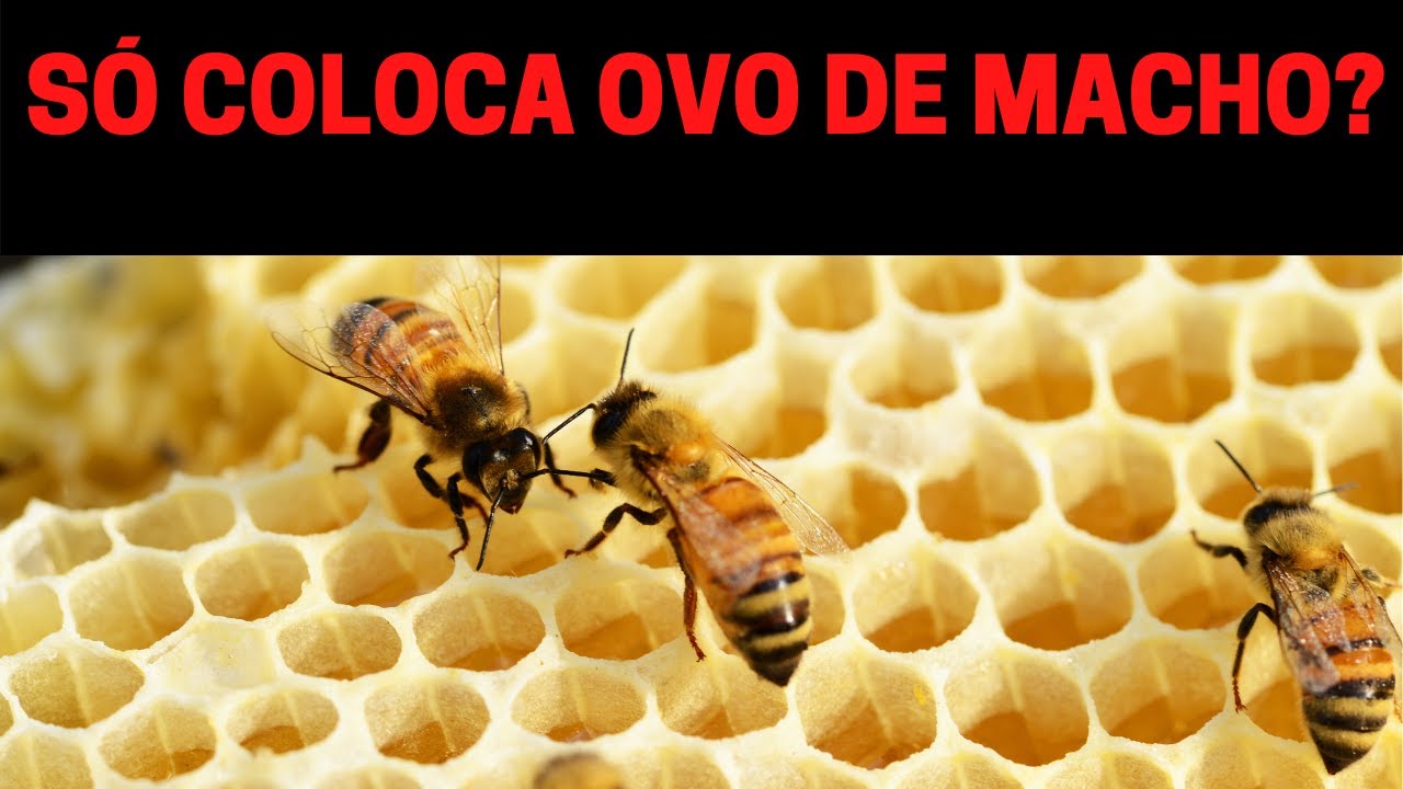 ABELHAS OPERÁRIAS só colocam ovos de machos? PARE de acreditar nisso...
