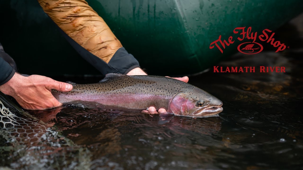 Fly Fishing for Steelhead on the Klamath River in California