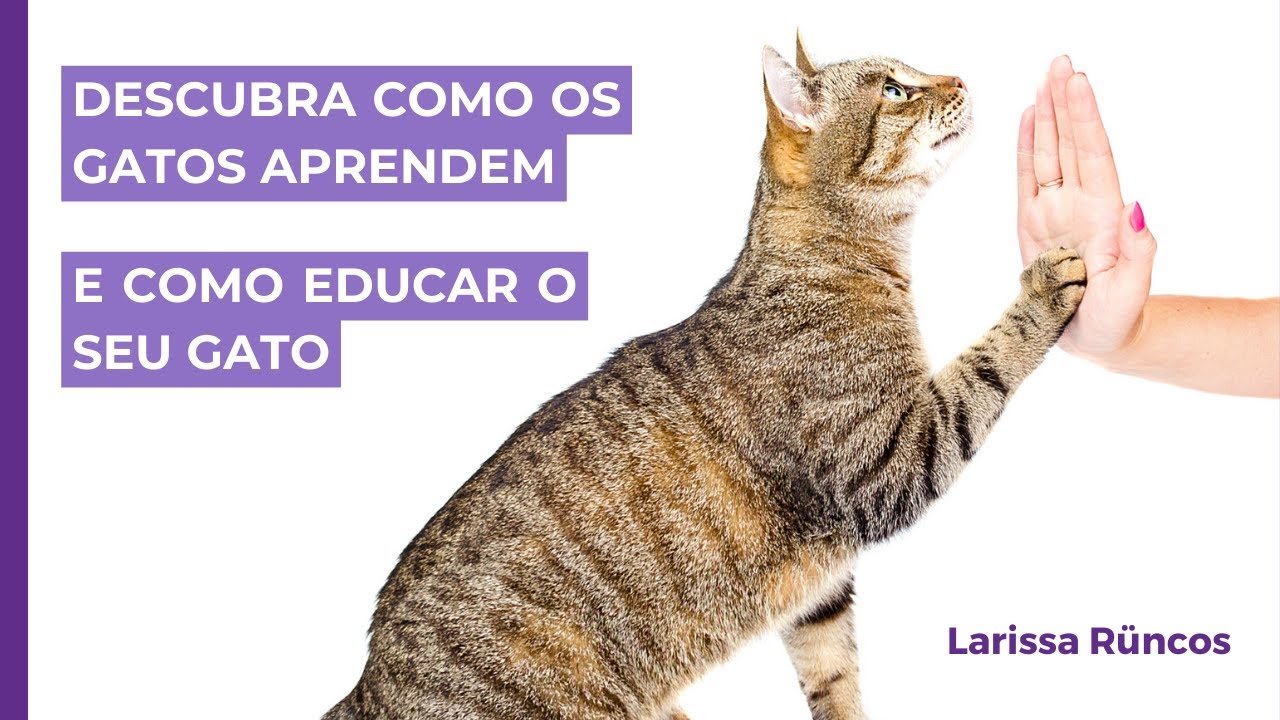 Descubra COMO OS GATOS APRENDEM e COMO EDUCAR o seu gato