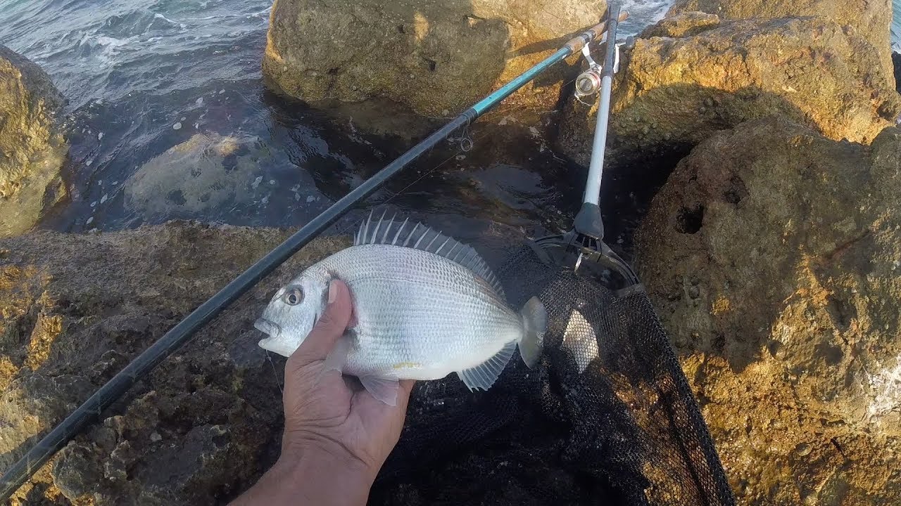 pêche daurade en digue au bouchon aout 2018