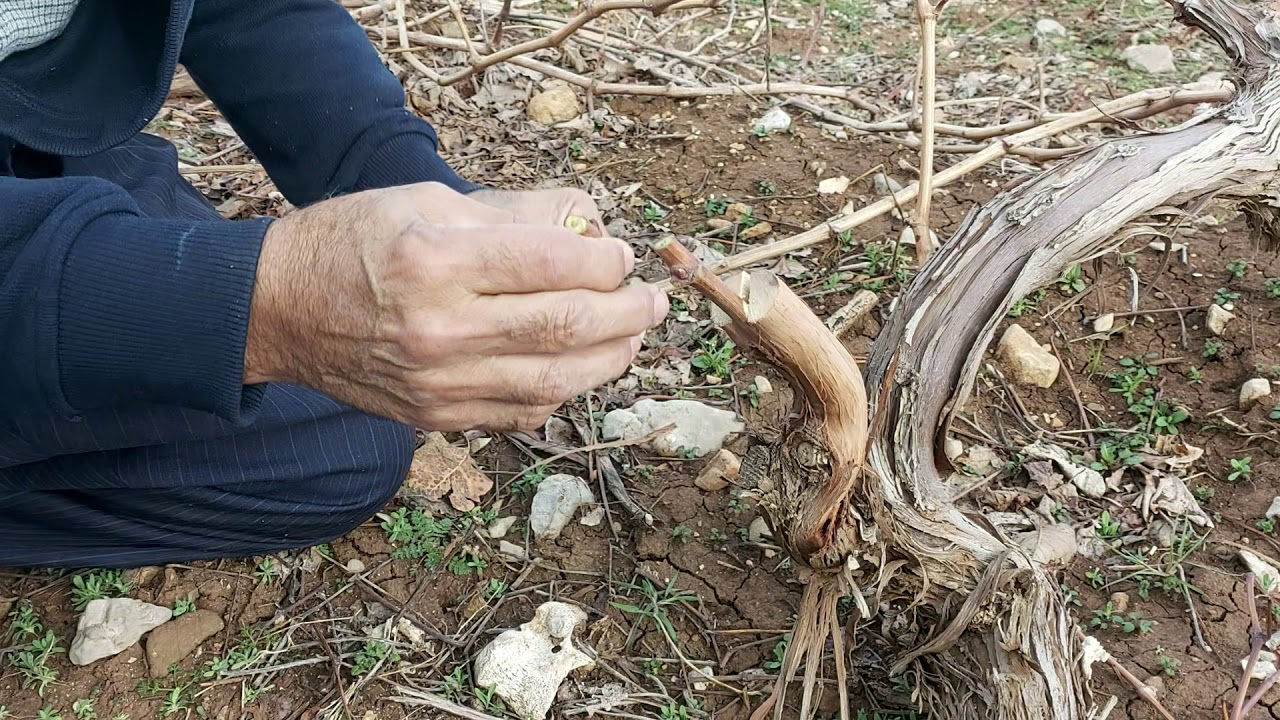 (چۆنیەتی موتوربەی مێو)