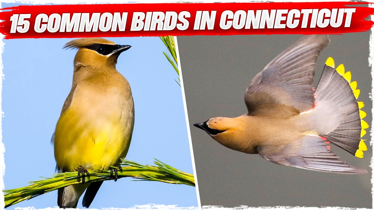 15 Common Birds in Connecticut (with Pictures)