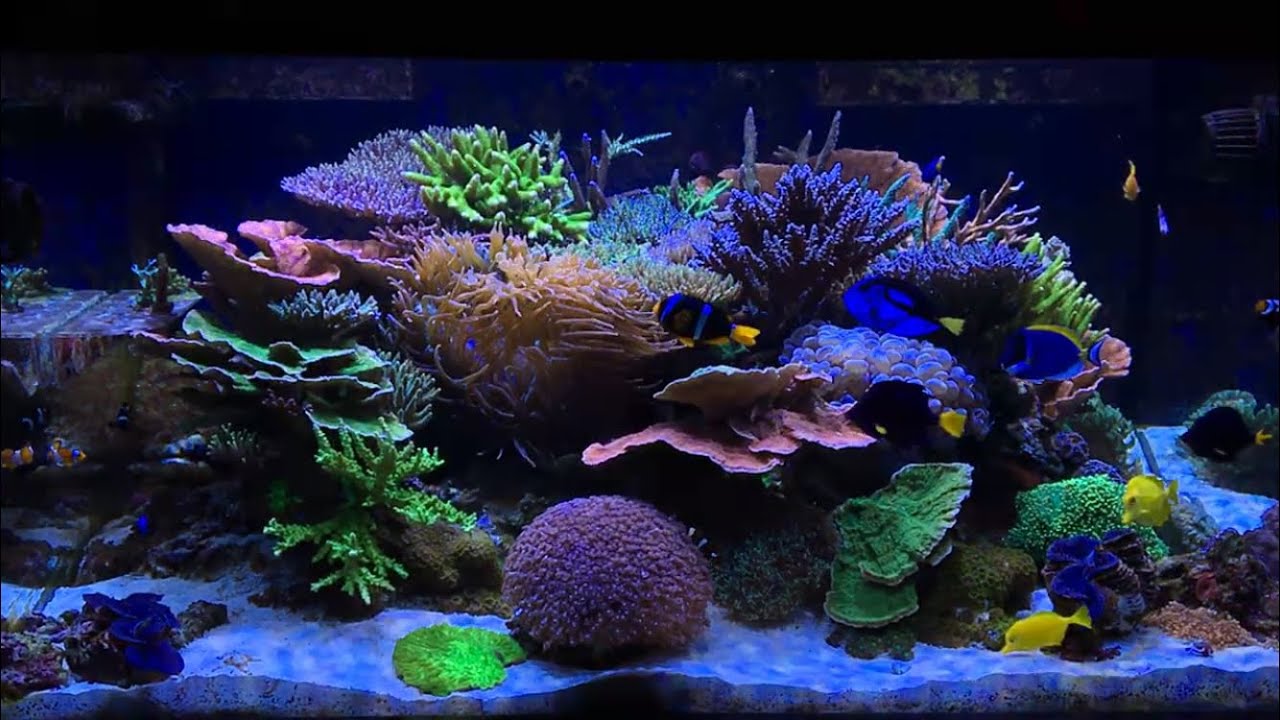Reef Tank 2018