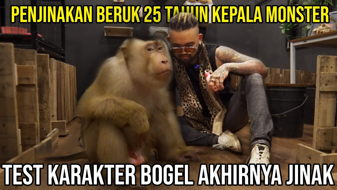 PENJINAKAN BERUK 25 TAHUN KEPALA MONSTER TEST KARAKTER BOGEL AKHIRNYA JINAK #audreya