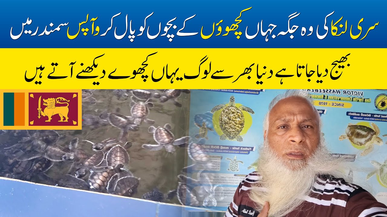 Sri Lanka Turtle Hatchery 🐢 | Baby Sea Turtles Rescue & Ocean Release | Travel with Hakeem Babar