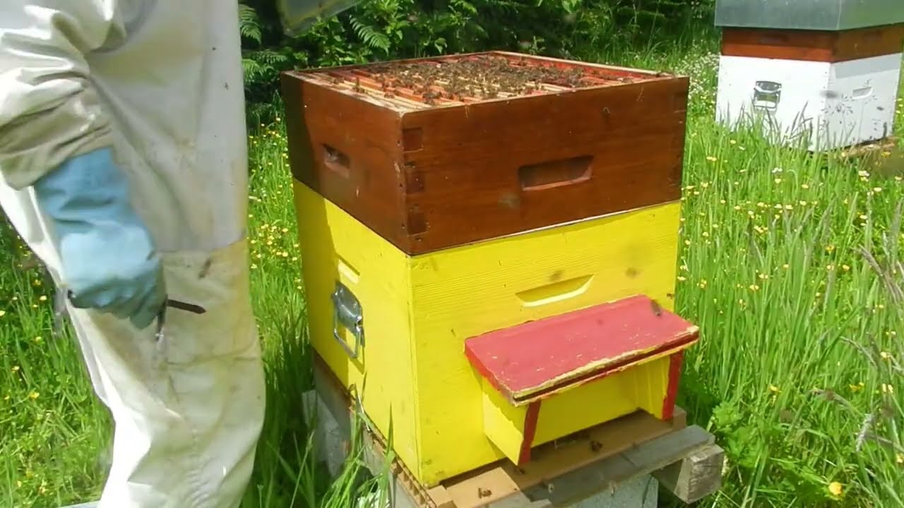 2 ruches bourdonneuses en fin de vidéo et pose de hausses rétro du 9 juin abeilles agressives