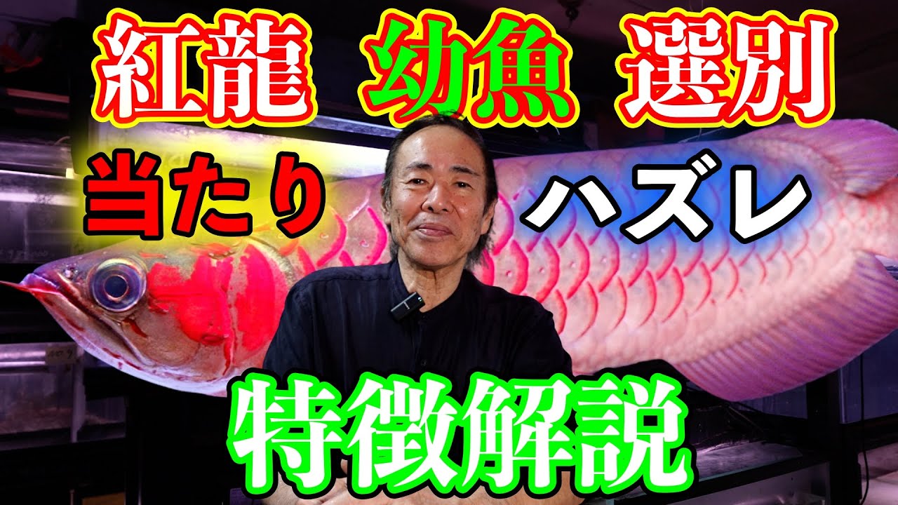 初心者必見！紅龍の赤さ！選別ポイント！サイズ　アロワナ界最長老坂本さん解説　アロワナ飼育について　劉宇ぎょ世界ポンティアナ