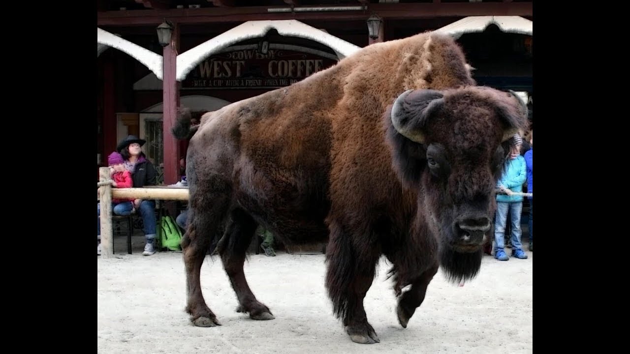 Pullmancity 2018 - American History Show - Auge in Auge mit dem Bison