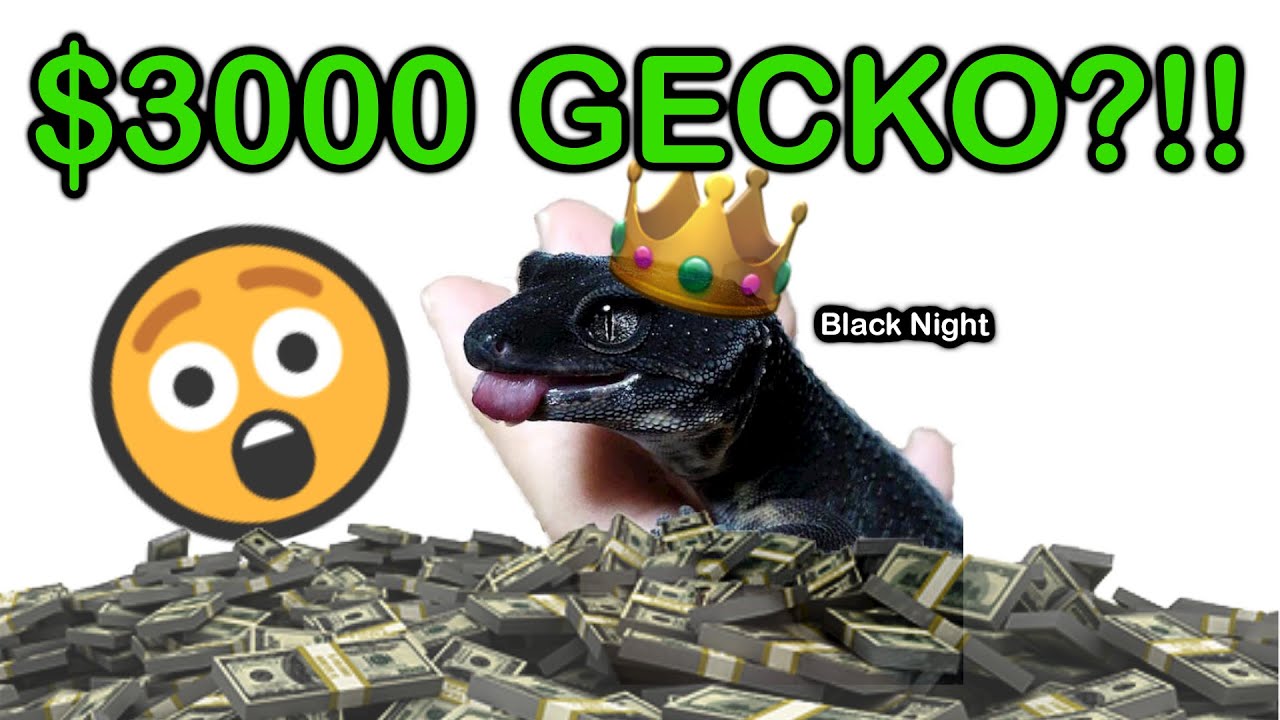 Why is Black Night Leopard Gecko So Expensive? l GECKOPIA
