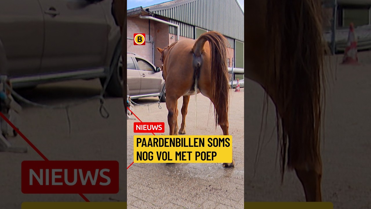 Paardenbillen nog soms vol met poep | #vrijdag