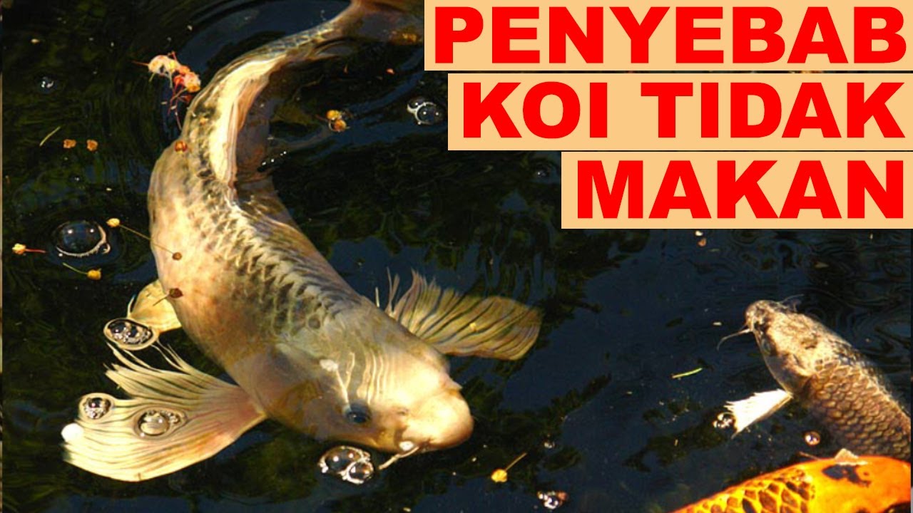 Ini Dia, 5 Penyebab Ikan Tidak Mau Makan
