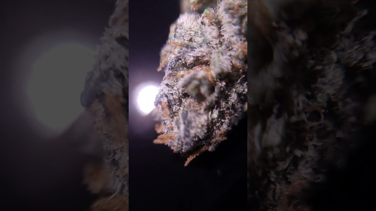 420 Sale at Clutch City Farms #420daily #420  #420blazeit #viralvideo